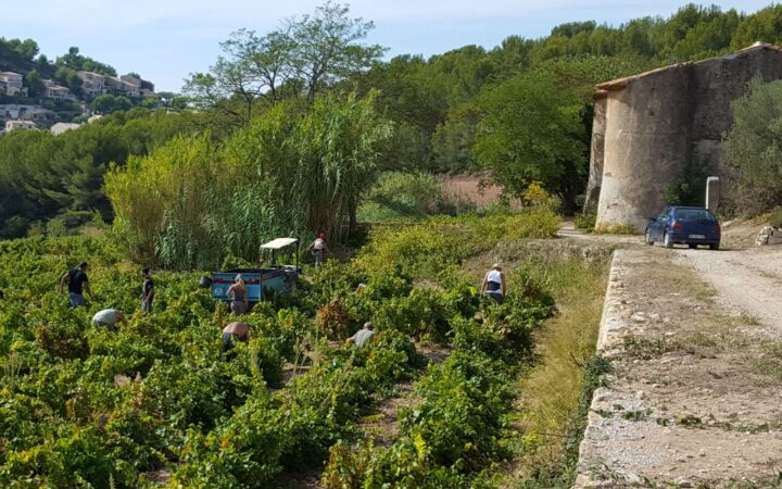 domaine_de_nartette_vignes_vue_mer (8)