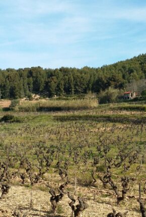 Nartette vineyards from the vineyard path