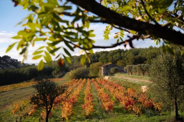 Nartette automne réduite (56)